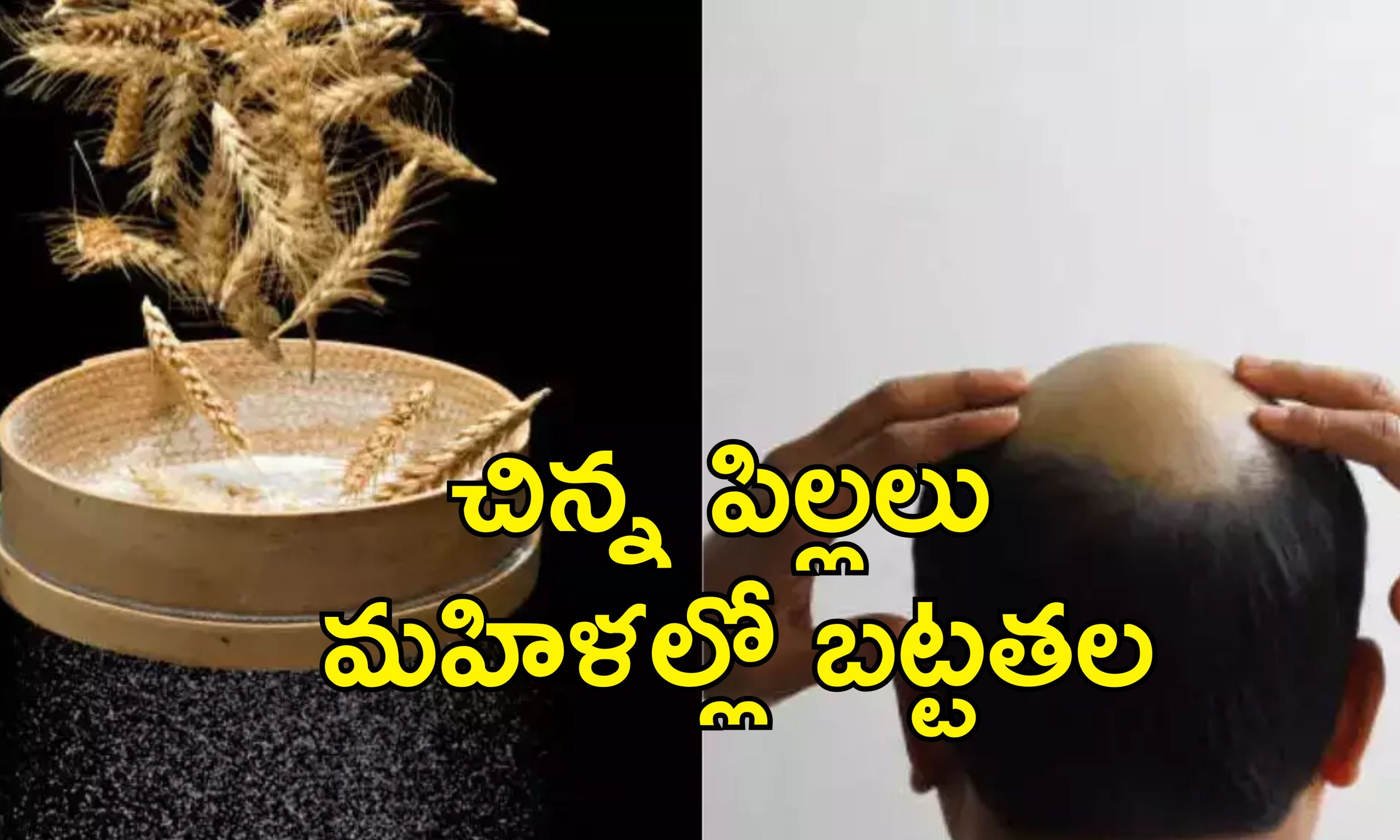 High Selenium Wheat Baldness: వీడిన మిస్టరీ.. మహారాష్ట్ర గ్రామాల్లో అందరికీ బట్టతలకు కారణం అదే
