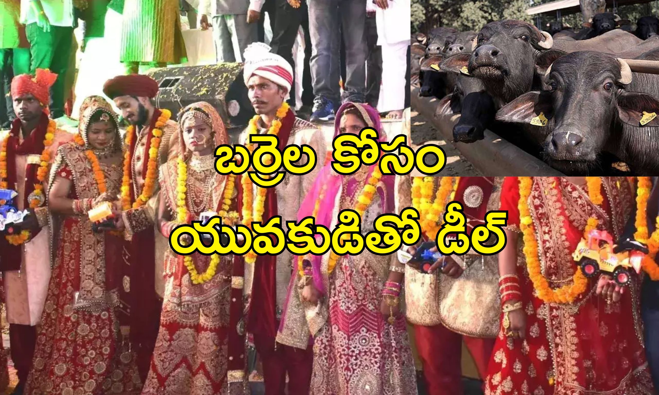 Woman Second Wedding For Buffaloes : ఫ్రీగా గేదెలు వస్తాయి.. రెండో పెళ్లి చేసుకుంటా!.. భర్త ఉండగానే