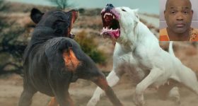 Dog Fight Jail Term: కుక్కలతో ఆ పని చేసినందుకు దోషికి 475 ఏళ్ల జైలు.. ఎంత క్రూరంగా చేసేవాడంటే