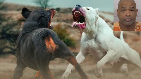 Dog Fight Jail Term: కుక్కలతో ఆ పని చేసినందుకు దోషికి 475 ఏళ్ల జైలు.. ఎంత క్రూరంగా చేసేవాడంటే