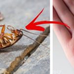 Cockroach: ఇలా చేస్తే.. ఇంట్లో ఒక్క బొద్దింక కూడా ఉండదు !