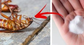 Cockroach: ఇలా చేస్తే.. ఇంట్లో ఒక్క బొద్దింక కూడా ఉండదు !