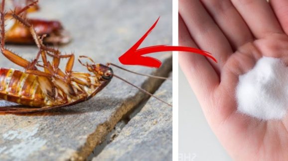 Cockroach: ఇలా చేస్తే.. ఇంట్లో ఒక్క బొద్దింక కూడా ఉండదు !