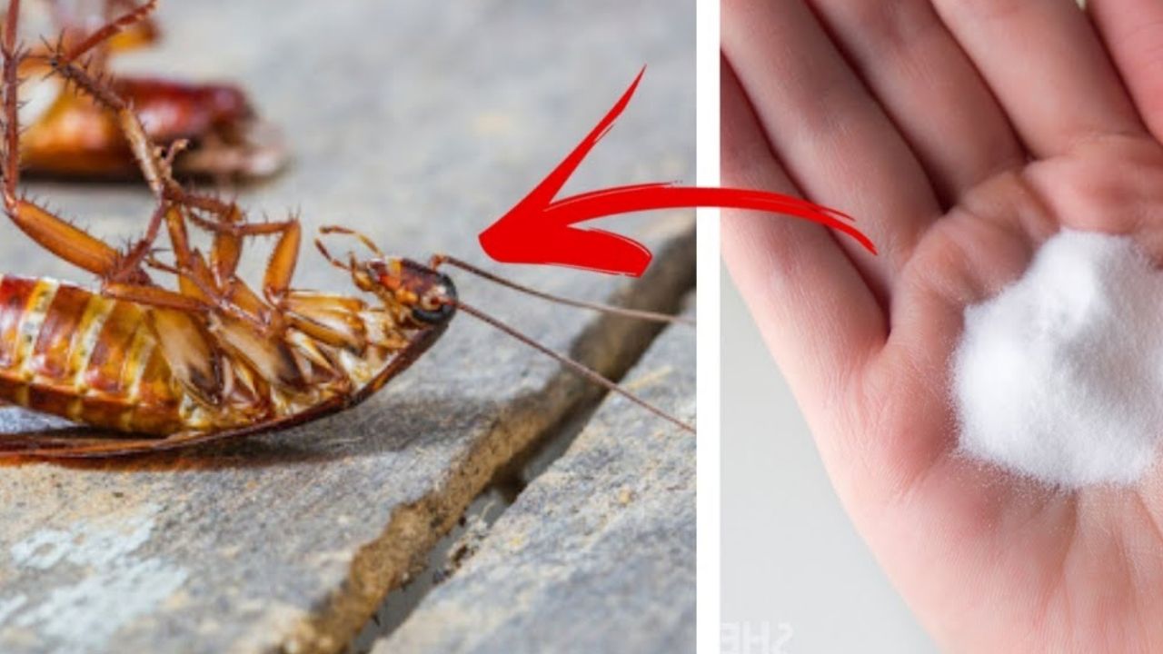 Cockroach: ఇలా చేస్తే.. ఇంట్లో ఒక్క బొద్దింక కూడా ఉండదు !