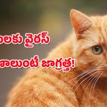 Bird flu in Cats : పెంపుడు పిల్లుల్లో బర్డ్ ఫ్లూ వైరస్ – నెక్స్ట్ మనుషులకే జాగ్రత్త!