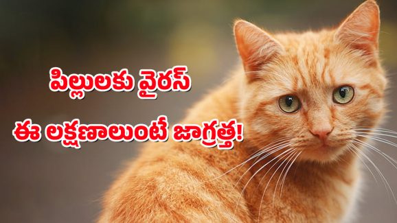 Bird flu in Cats : పెంపుడు పిల్లుల్లో బర్డ్ ఫ్లూ వైరస్ – నెక్స్ట్ మనుషులకే జాగ్రత్త!