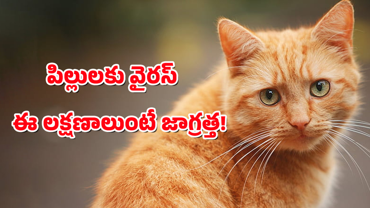 Bird flu in Cats : పెంపుడు పిల్లుల్లో బర్డ్ ఫ్లూ వైరస్ – నెక్స్ట్ మనుషులకే జాగ్రత్త!