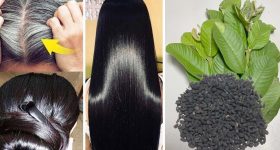 Guava Leaves For Hair: జామ ఆకులను ఇలా వాడితే.. జన్మలో జుట్టు రాలదు !