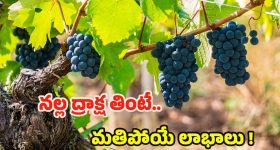 USA Eggs Smuggling Rise: డ్రగ్స్‌ను మించిన దందా.. కోడి గుడ్డు స్మగ్లింగ్!