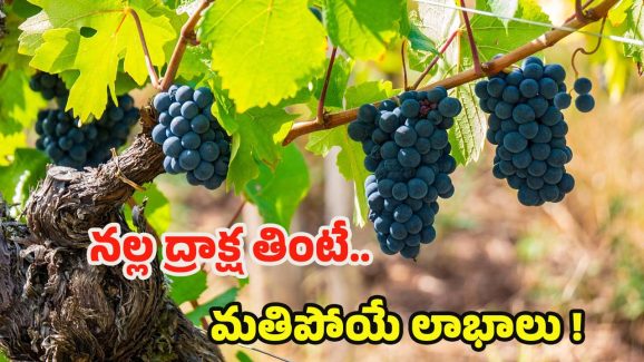 Black Grapes: నల్ల ద్రాక్ష తింటే.. మతిపోయే లాభాలు !