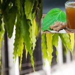 Ashoka leaves: అశోక చెట్టు ఆకులతో.. ఈ సమస్యలన్నీ పరార్ !