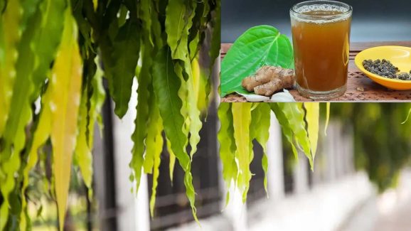Ashoka leaves: అశోక చెట్టు ఆకులతో.. ఈ సమస్యలన్నీ పరార్ !