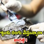 Hair Colour Side Effects: జుట్టుకు రంగు వేస్తున్నారా ? ముందుగా ఈ విషయాలు తెలుసుకోండి !