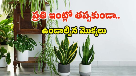 Lucky Plants: ప్రతి ఇంట్లో.. తప్పకుండా ఉండాల్సిన మొక్కలు !