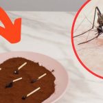 Mosquito Remedies: ఇలా చేస్తే.. ఇంట్లో ఒక్క దోమ కూడా ఉండదు, తెలుసా ?