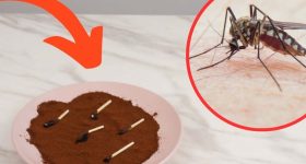 Mosquito Remedies: ఇలా చేస్తే.. ఇంట్లో ఒక్క దోమ కూడా ఉండదు, తెలుసా ?