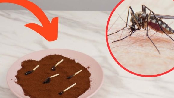 Mosquito Remedies: ఇలా చేస్తే.. ఇంట్లో ఒక్క దోమ కూడా ఉండదు, తెలుసా ?