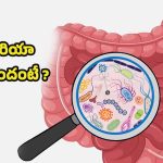 Gut Bacteria: మన పేగుల్లో ఉండే.. గట్ బ్యాక్టీరియా పనేంటో తెలుసా ?
