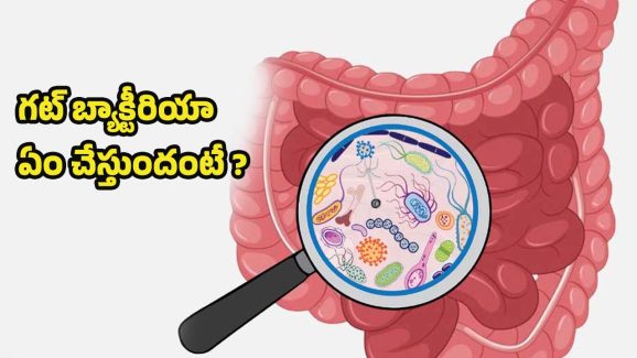 Gut Bacteria: మన పేగుల్లో ఉండే.. గట్ బ్యాక్టీరియా పనేంటో తెలుసా ?