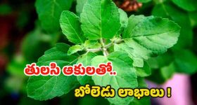 Tulsi Leaves: తులసి ఆకులు తింటే.. బోలెడు ప్రయోజనాలు !