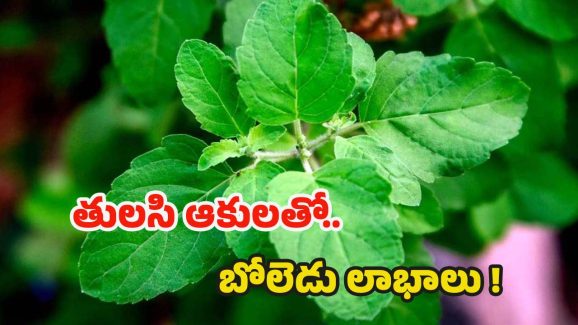 Tulsi Leaves: తులసి ఆకులు తింటే.. బోలెడు ప్రయోజనాలు !