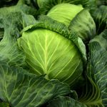 Raw Cabbage: పచ్చి క్యాబేజీని తినడం ప్రమాదకరమా? తింటే ఏమవుతుంది?