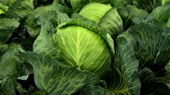Raw Cabbage: పచ్చి క్యాబేజీని తినడం ప్రమాదకరమా? తింటే ఏమవుతుంది?
