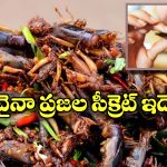 Eating Cockroaches: బొద్దింకలు తింటే అంత ఆరోగ్యమా? ఎన్ని ప్రయోజనాలో తెలిస్తే మతిపోద్ది!
