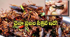 Eating Cockroaches: బొద్దింకలు తింటే అంత ఆరోగ్యమా? ఎన్ని ప్రయోజనాలో తెలిస్తే మతిపోద్ది!