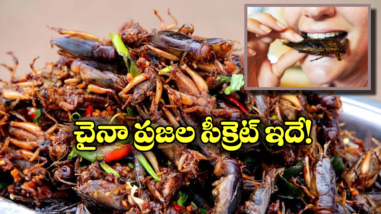 Eating Cockroaches: బొద్దింకలు తింటే అంత ఆరోగ్యమా? ఎన్ని ప్రయోజనాలో తెలిస్తే మతిపోద్ది!