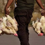 Bird Flue in Telangana : తెలంగాణలో బర్డ్ ప్లూ అలర్డ్ – ఆ జిల్లాల్లో లక్షల కోళ్లు మృత్యువాత