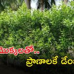 Speaker Prasad: ఆ మొక్కలతో ప్రాణాలకే ప్రమాదం.. వెంటనే తొలగించండి.. స్పీకర్ ప్రభుత్వానికి సూచన