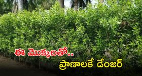 Speaker Prasad: ఆ మొక్కలతో ప్రాణాలకే ప్రమాదం.. వెంటనే తొలగించండి.. స్పీకర్ ప్రభుత్వానికి సూచన