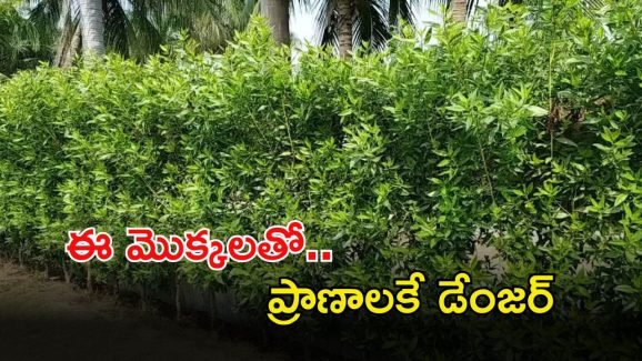 Speaker Prasad: ఆ మొక్కలతో ప్రాణాలకే ప్రమాదం.. వెంటనే తొలగించండి.. స్పీకర్ ప్రభుత్వానికి సూచన