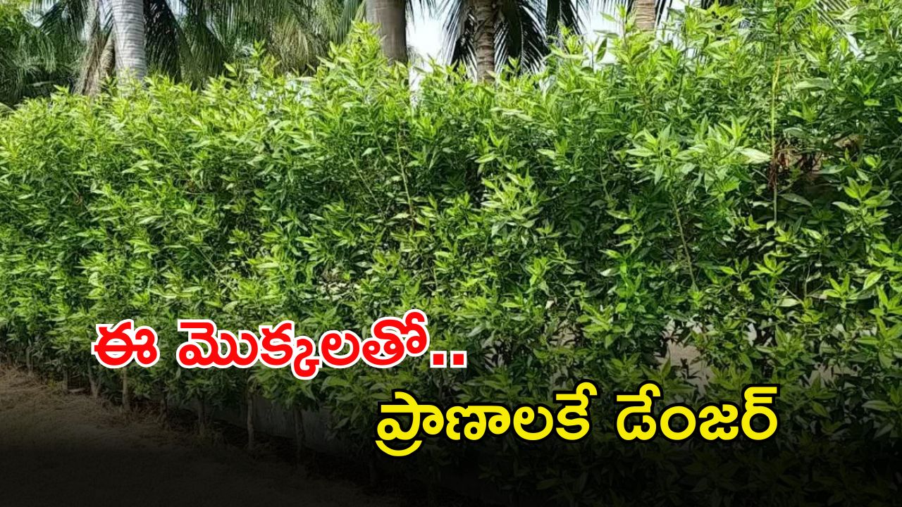 Speaker Prasad: ఆ మొక్కలతో ప్రాణాలకే ప్రమాదం.. వెంటనే తొలగించండి.. స్పీకర్ ప్రభుత్వానికి సూచన