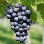 Grapes: ద్రాక్ష పండ్లపై పురుగుల మందులు ఉంటాయా? ఎలా క్లీన్ చేసి తినాలి?
