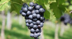 Grapes: ద్రాక్ష పండ్లపై పురుగుల మందులు ఉంటాయా? ఎలా క్లీన్ చేసి తినాలి?