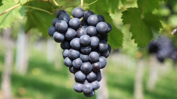 Grapes: ద్రాక్ష పండ్లపై పురుగుల మందులు ఉంటాయా? ఎలా క్లీన్ చేసి తినాలి?
