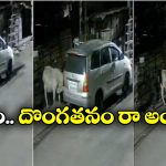 Cows Missing: తప్పిపోయిన ఆవులు.. సీసీటీవీ ఫుటేజ్ చూసి షాక్ అయిన యజమాని!