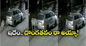 Cows Missing: తప్పిపోయిన ఆవులు.. సీసీటీవీ ఫుటేజ్ చూసి షాక్ అయిన యజమాని!