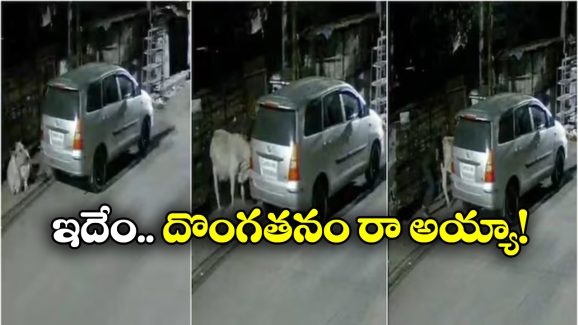 Cows Missing: తప్పిపోయిన ఆవులు.. సీసీటీవీ ఫుటేజ్ చూసి షాక్ అయిన యజమాని!