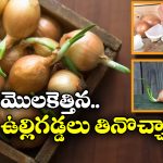 Sprouted Onions:  మొలకెత్తిన ఉల్లిగడ్డలు ఆరోగ్యానికి మంచివేనా? నిపుణులు ఏం చెప్తున్నారంటే?