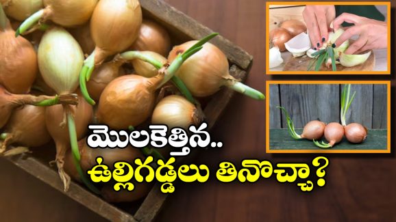 Sprouted Onions:  మొలకెత్తిన ఉల్లిగడ్డలు ఆరోగ్యానికి మంచివేనా? నిపుణులు ఏం చెప్తున్నారంటే?