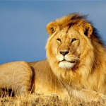 Gujarath Govt : దేశంలో సింహాలకు, పులలు గడ్డు రోజులే – ఏడాదిలో ఇన్ని మరణాలా.?