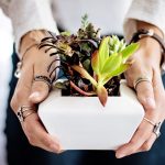 Lucky Plants: ఈ మొక్కలు మీ ఇంటికి అదృష్టాన్ని తెస్తాయి.. వెంటనే తెచ్చేసుకోండి