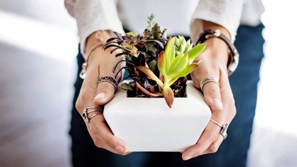 Lucky Plants: ఈ మొక్కలు మీ ఇంటికి అదృష్టాన్ని తెస్తాయి.. వెంటనే తెచ్చేసుకోండి