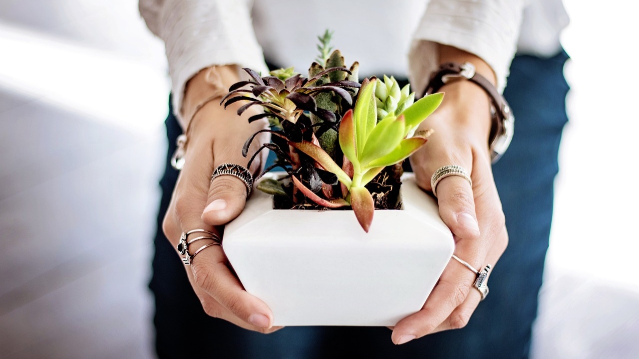Lucky Plants: ఈ మొక్కలు మీ ఇంటికి అదృష్టాన్ని తెస్తాయి.. వెంటనే తెచ్చేసుకోండి