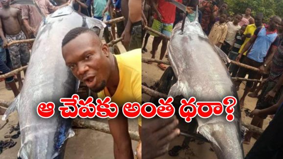 Blue Marlin Fish: అయ్య బాబోయ్.. ఆ చేప ధర 22 కోట్లా? ఇదీ అసలు నిజం!