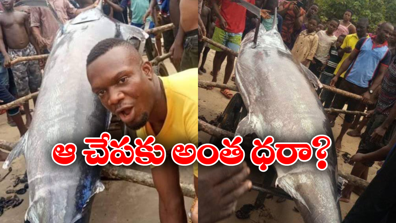 Blue Marlin Fish: అయ్య బాబోయ్.. ఆ చేప ధర 22 కోట్లా? ఇదీ అసలు నిజం!