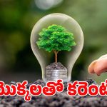 Electricity From Plants : మీ గార్డెన్‌లోని మొక్కలతో కరెంట్ పొందొచ్చు.. ఎలాగో తెలుసా?